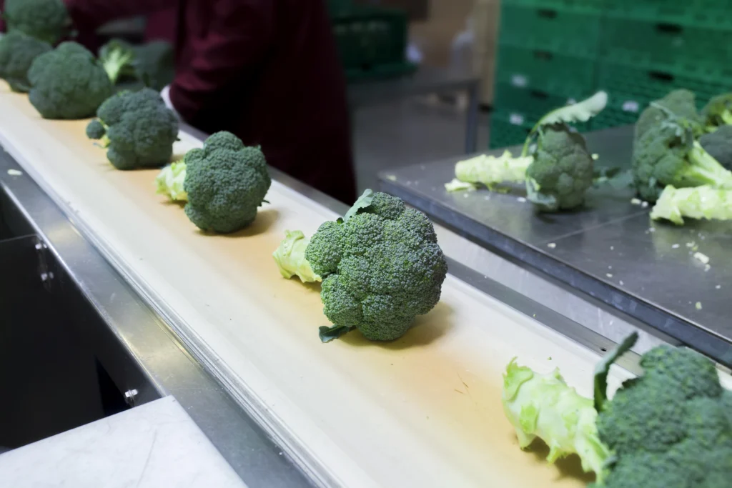 Foto: Brokkoli auf dem Verpackungsband (© Ernährung-NRW e. V.)