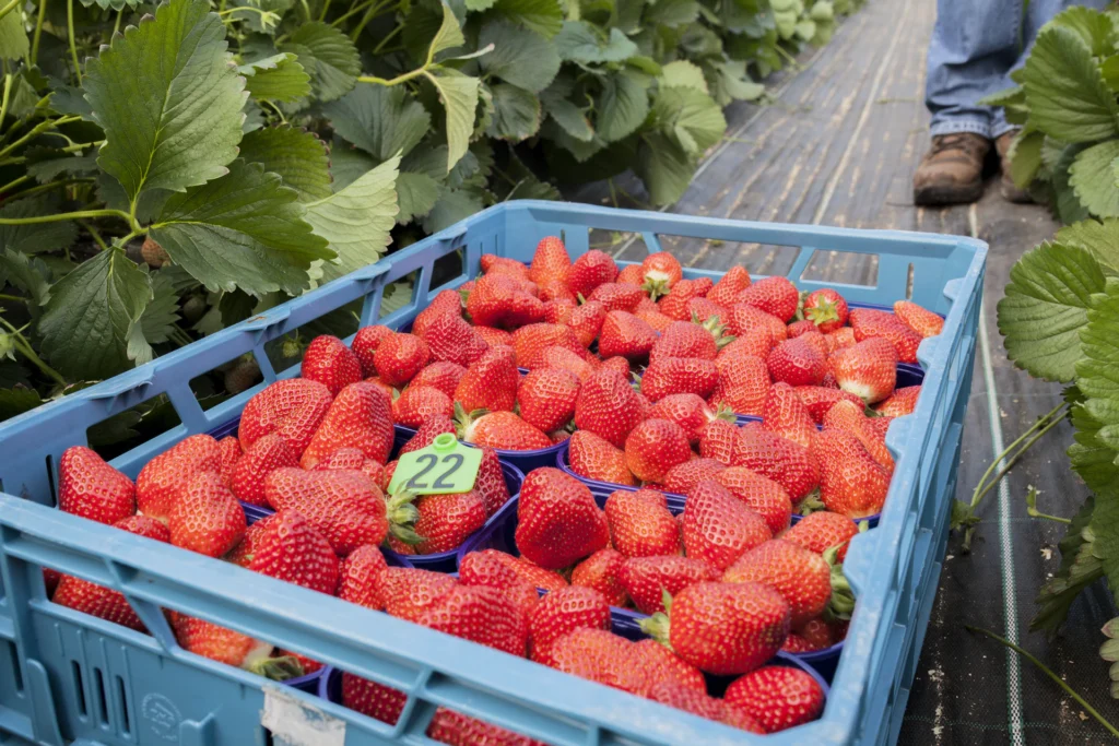 Foto: Kiste mit frisch geernteten Erdbeeren im Erdbeerfeld(© Ernährung-NRW e. V.)