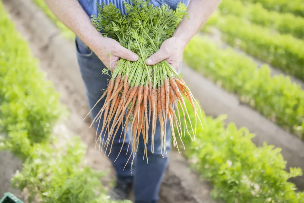 Foto: Hände zeigen einen Bund frischer Möhren im Möhrenfeld (© Ernährung-NRW e. V.)