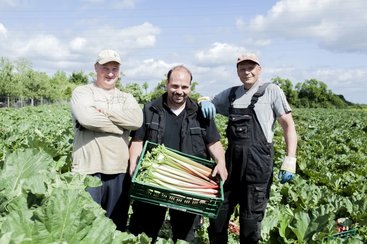 Foto: drei Männer mit Rhabarberkiste im Feld (© Ernährung-NRW e. V.)
